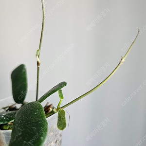 호야 로툰디플로라