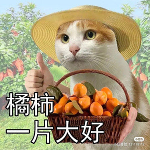 모노가타리 미소녀 피규어 판매 양도