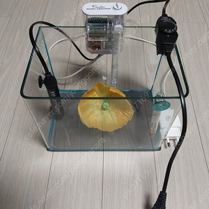 어항(21.5cm X 14.5cm X 17cm) + 여과기, 히터(75W), 온도계, 베타 꽃침대 팝니다. (3만원)