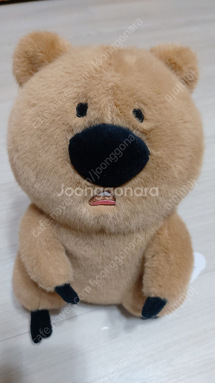 새것/씻은 게 억울한 쿼카 인형 25cn--3