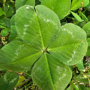 엘프 909 919 구입원합니다