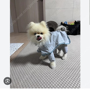 pethroom 풀커버 레인코트 강아지 우비 산책옷