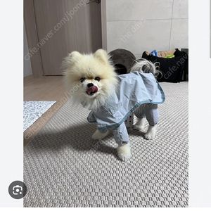 pethroom 풀커버 레인코트 강아지 우비 산책옷