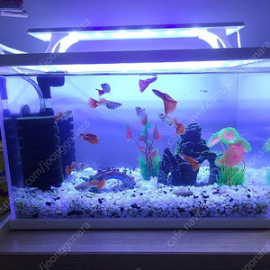 어항 장식품 일체 급 판매합니다.