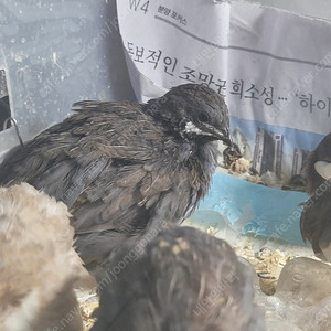 미니메추리 수컷 2마리