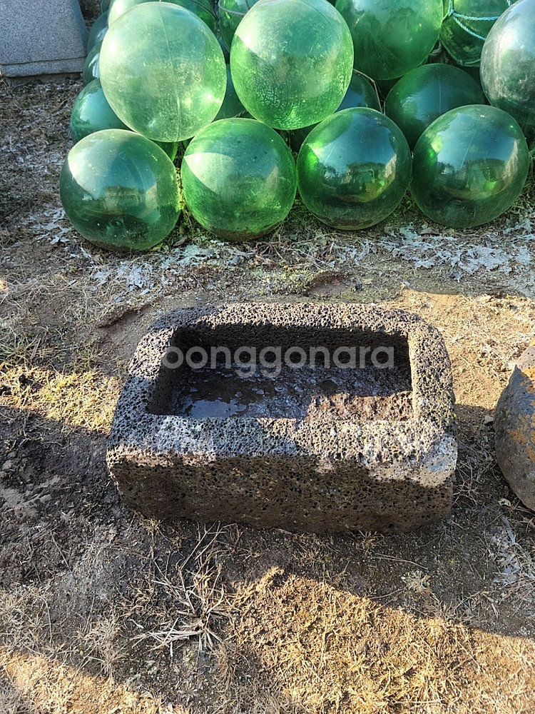 제주도 돗도고리--0