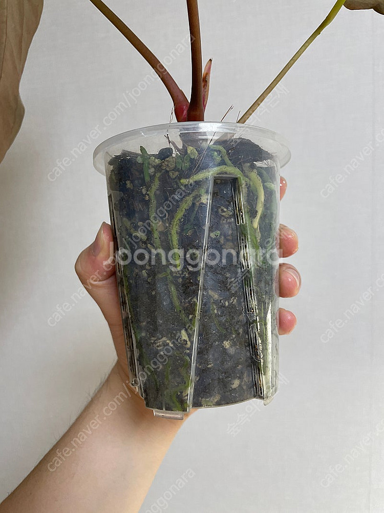 안스리움 리가든 파필 (리가든 택 포함)--3