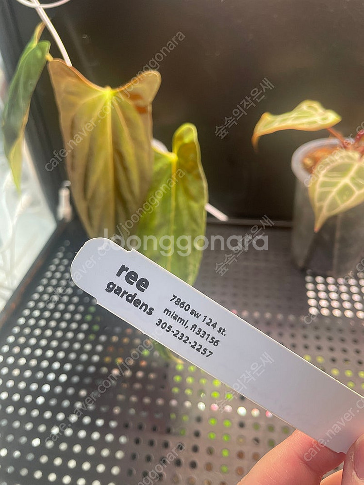 안스리움 리가든 파필 (리가든 택 포함)--4