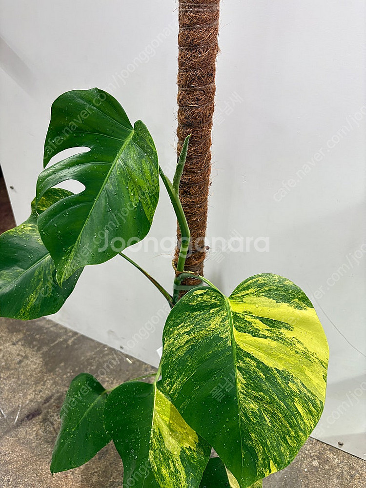 옐로우몬스테라, 무늬프라이덱 등 퀄리티 좋은 관엽들 분...--1