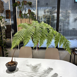 황금원숭이털고사리 대품 (키보티움 바로메츠 , 희귀식물, 나무고사리)