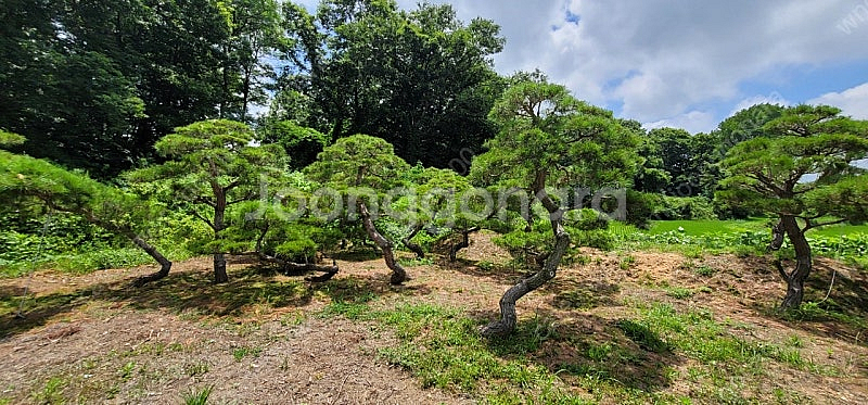 #엠알란드그린판매중 #소나무판매#조경수 #나무판매 #나무매매 #측백나무 #향나무전화번호 01058634005--6