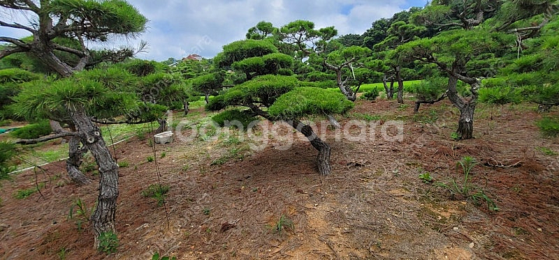 #엠알란드그린판매중 #소나무판매#조경수 #나무판매 #나무매매 #측백나무 #향나무전화번호 01058634005--9