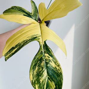 플로리다뷰티 바리에가타