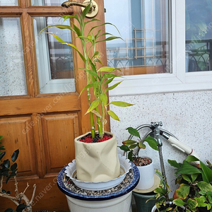 개운죽 식물 화분