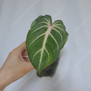 글로리오섬 화이트베인