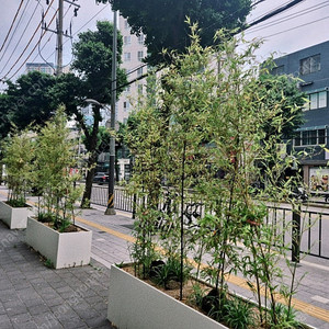 인테리어용 대형 대나무 및 화분 판매합니다.