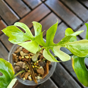 무늬히메(화이트민트히메), 풀민트히메