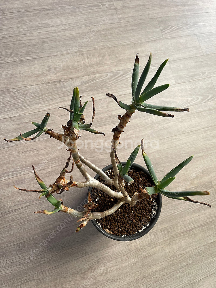 알로에 나무알로에 라모시시마 디코토마 아프리카식물--1