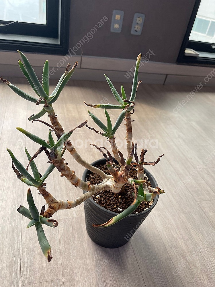 알로에 나무알로에 라모시시마 디코토마 아프리카식물--0