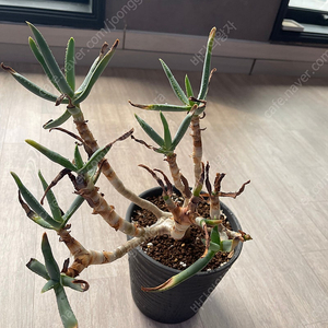 알로에 나무알로에 라모시시마 디코토마 아프리카식물