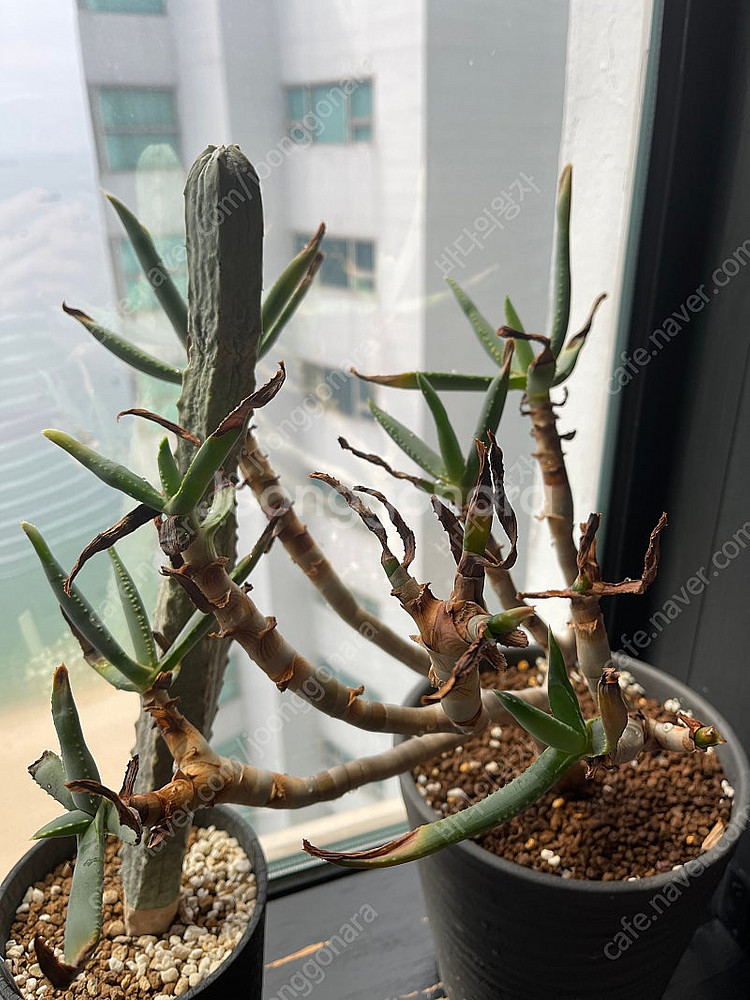 알로에 나무알로에 라모시시마 디코토마 아프리카식물--2