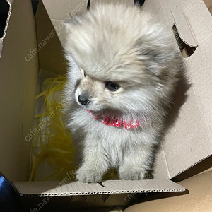 샤넬 7723