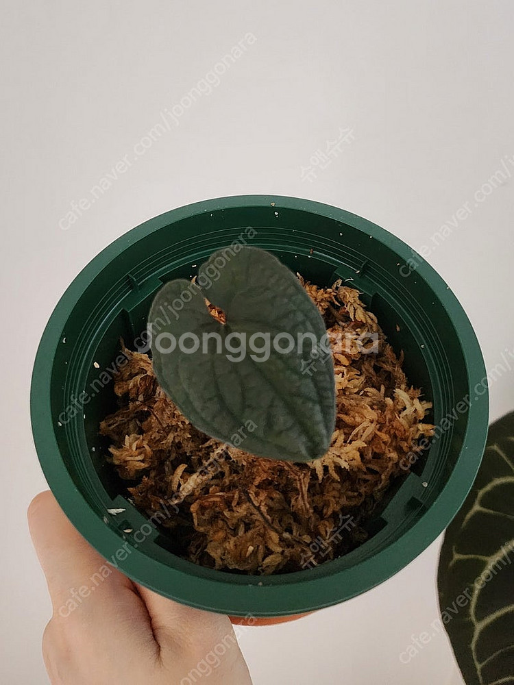 안스리움 클리데미오이데스--0