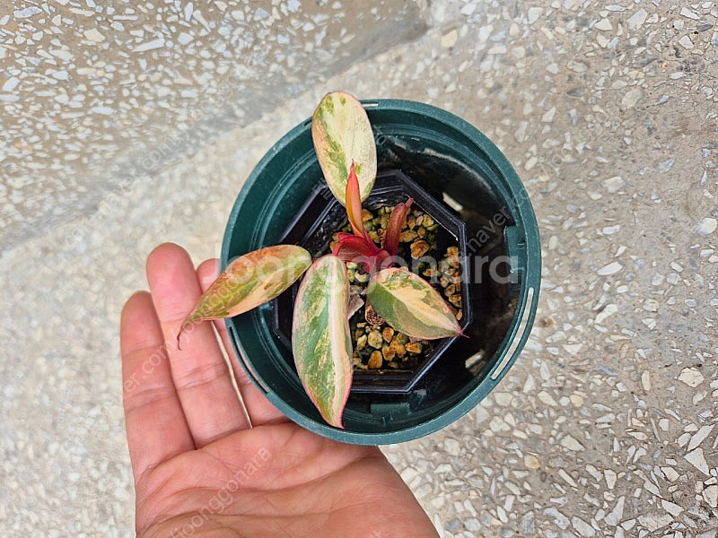 필로덴드론 스트로베리 쉐이크,도메스티컴 바리에가타--0