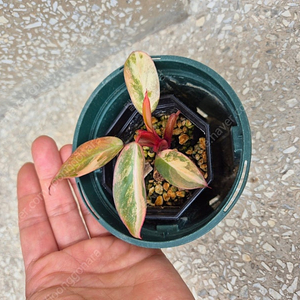 필로덴드론 스트로베리 쉐이크,도메스티컴 바리에가타