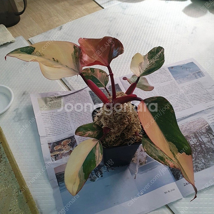 필로덴드론 스트로베리 쉐이크,도메스티컴 바리에가타--1