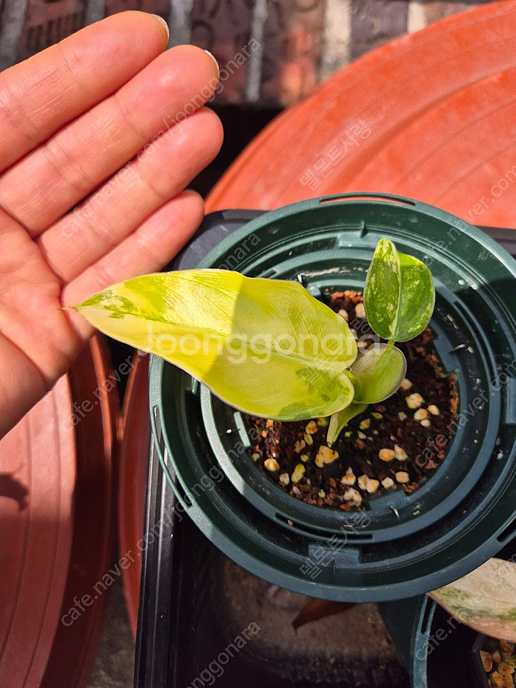 필로덴드론 스트로베리 쉐이크,도메스티컴 바리에가타--2