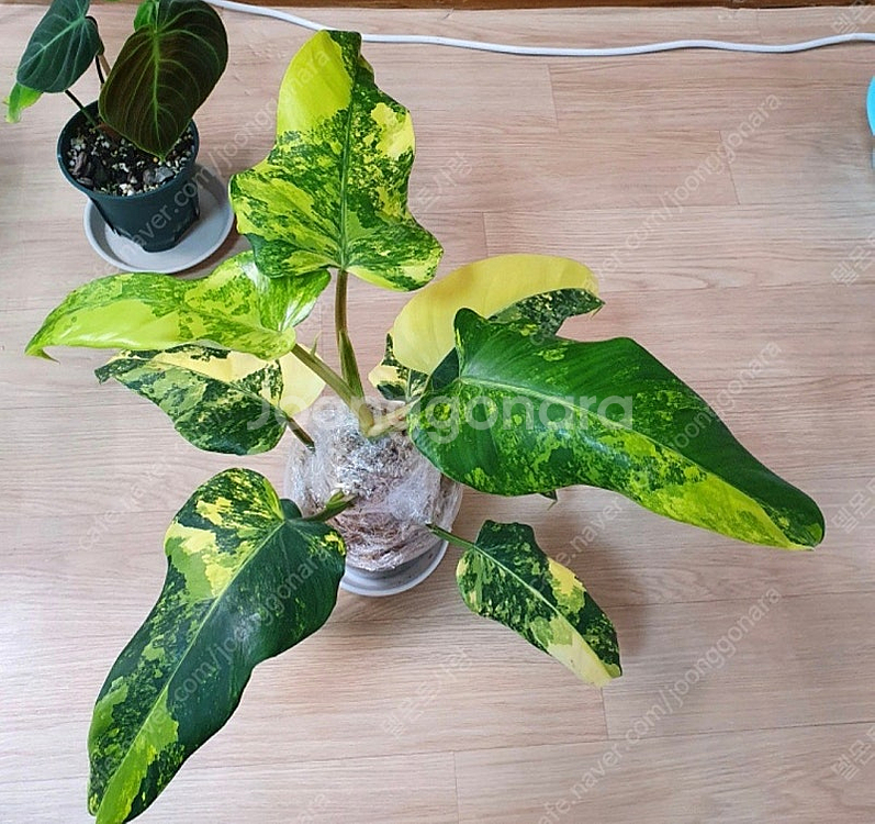 필로덴드론 스트로베리 쉐이크,도메스티컴 바리에가타--3