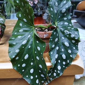 목베고니아 분양