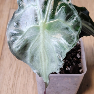 알로카시아 베놈