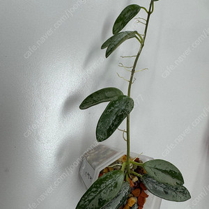 호야 리마실버