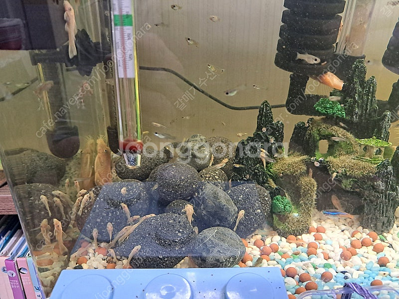 구피무료.안시 5마리 15000--0