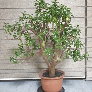 큰 염좌 다육이 화분