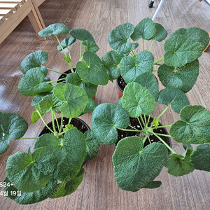 코티레도니스 (희귀제라늄)