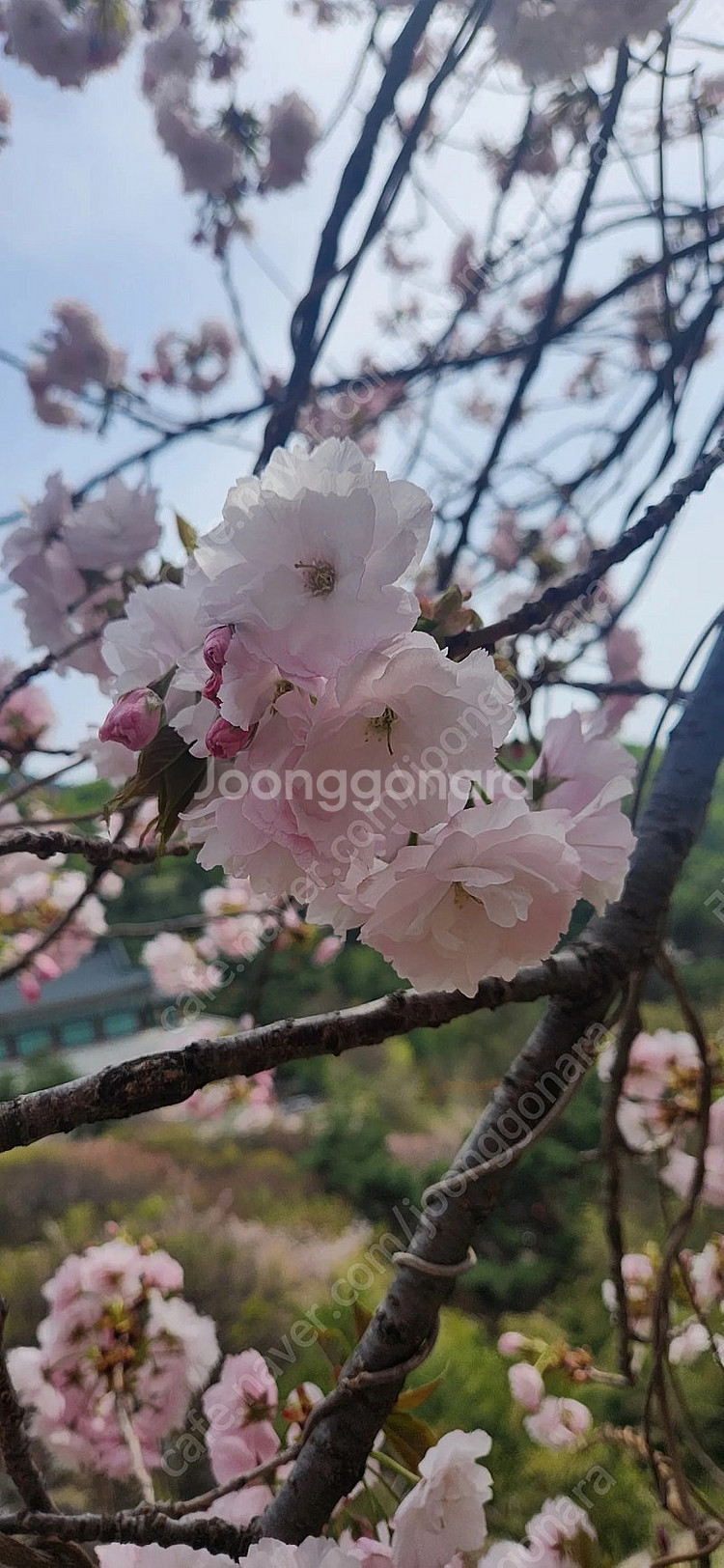 대명 변산 천안. 청송 단양 소노벨 금호통영 설악 화순...--0