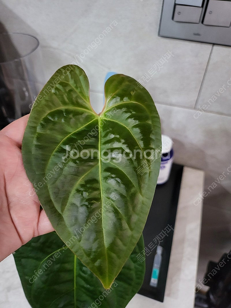 안스리움 럭셔리안 × 리갈레 (에콰 네임택 포함)--0