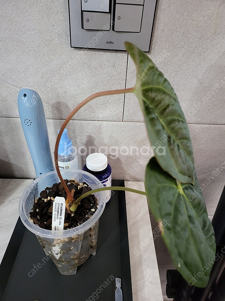 안스리움 럭셔리안 × 리갈레 (에콰 네임택 포함)--1