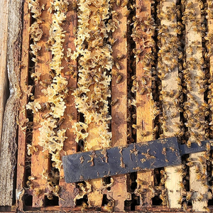 양봉벌 판매합니다