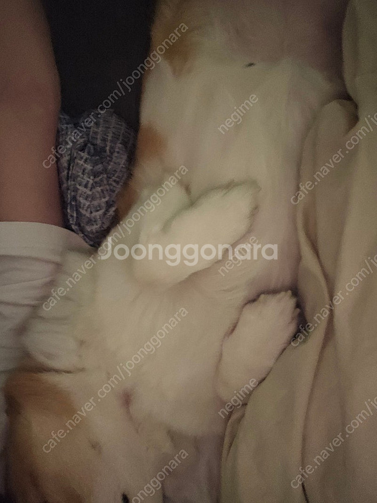 넥슨 현대카드 포인트 92퍼 구매합니다--0