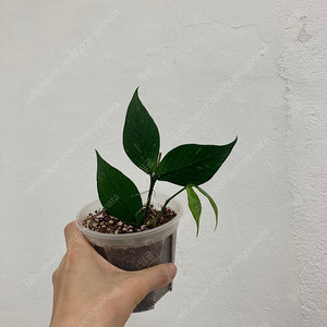 호야 폴리네우라