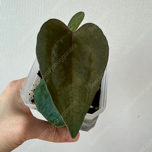 안스리움 에오스 다크폼(찐 에오스)