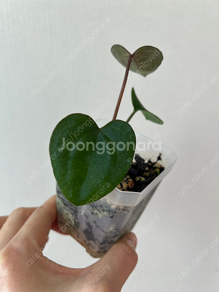 안스리움 에오스 다크폼(찐 에오스)--1