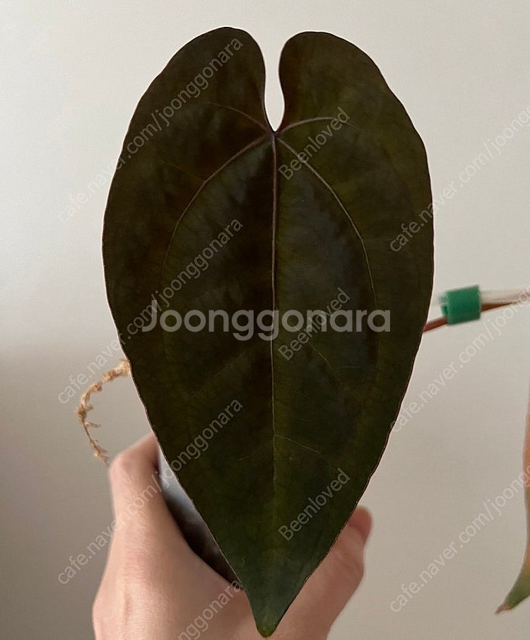 안스리움 에오스 다크폼(찐 에오스)--3