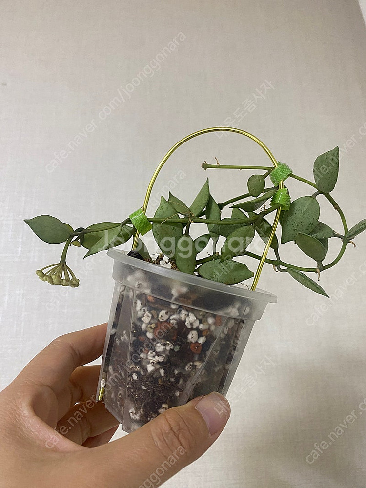 호야 라쿠노사 루이사실버--0