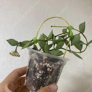 호야 라쿠노사 루이사실버
