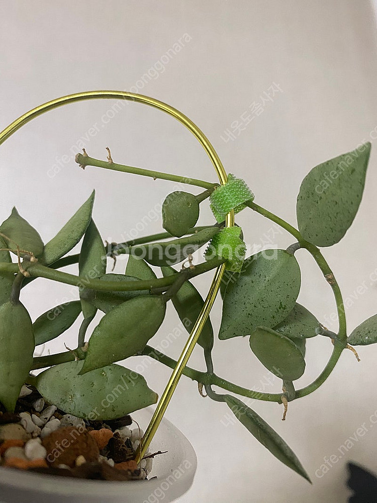 호야 라쿠노사 루이사실버--1